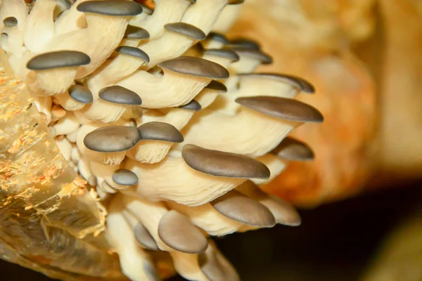 Cogumelos Shitake Crescendo Serragem — Fotografia de Stock
