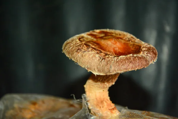 Shitake Pilze Wachsen Sägemehl — Stockfoto