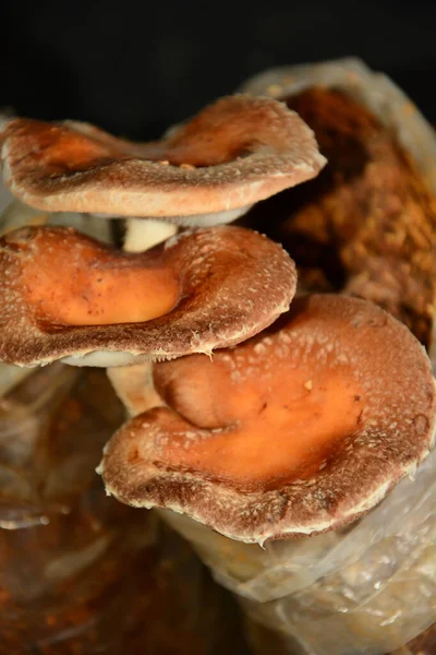 Cogumelos Shitake Crescendo Serragem — Fotografia de Stock