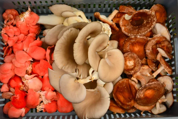 Uma Variedade Cogumelos — Fotografia de Stock