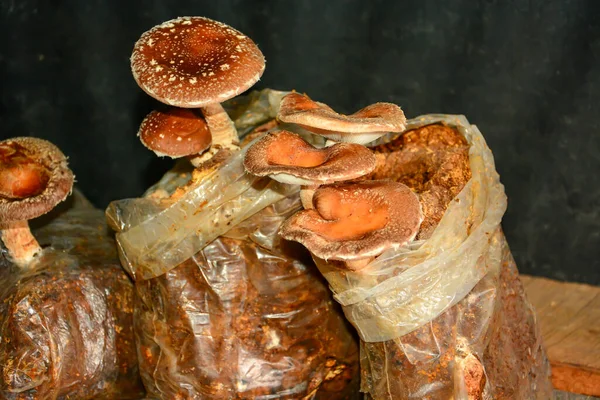 Funghi Shitake Che Crescono Segatura — Foto Stock