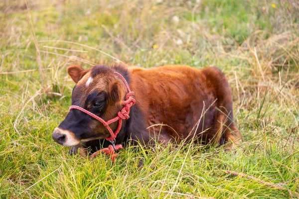 Young Brown Cow Sitting Grass — Stock Photo, Image