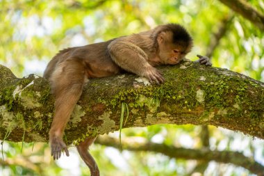 Tek bir kapuçin maymunu bir ağacın dalında oturuyor.