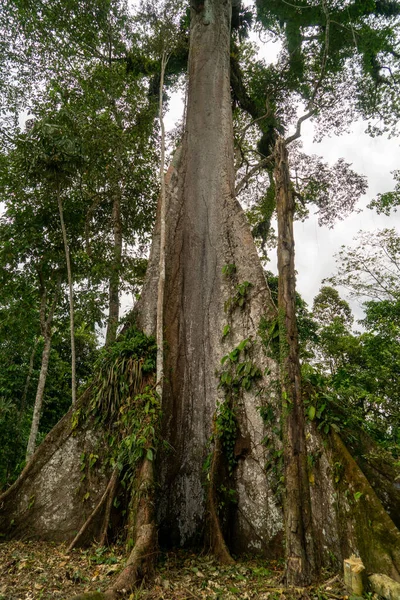 巨大なセイバの木 Misahualli Amazon エクアドル — ストック写真