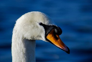 Suda güzel ve zarif bir kuğu
