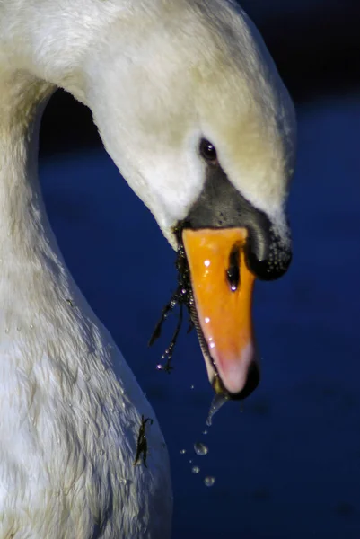 Beau Élégant Cygne Sur Eau — Photo