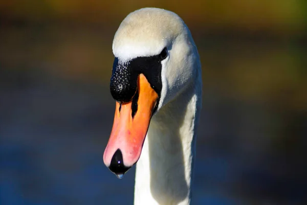 水の上に美しくエレガントな白鳥 — ストック写真
