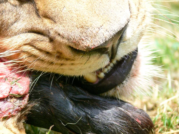 León Macho Comiendo — Foto de Stock