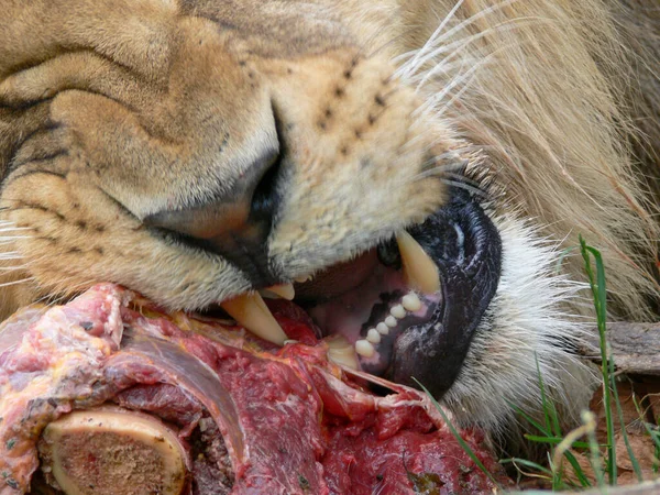 Ein Männlicher Löwe Frisst — Stockfoto