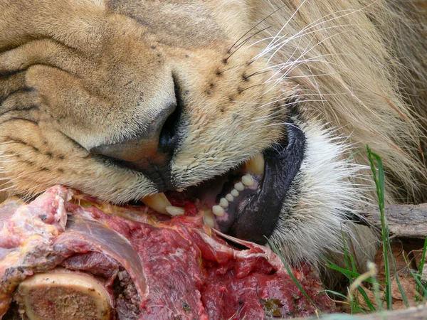 Seekor Singa Jantan Sedang Makan — Stok Foto