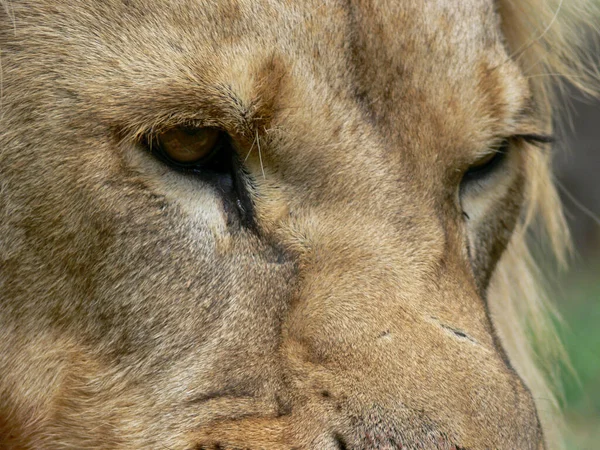 Κοντινό Πλάνο Στο Πρόσωπο Του Ένα Αρσενικό Λιοντάρι — Φωτογραφία Αρχείου