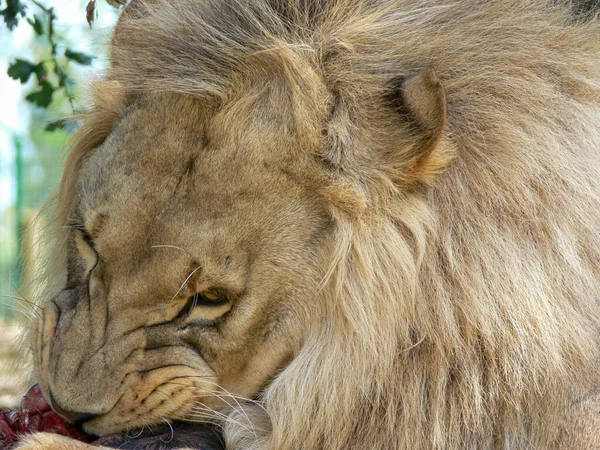 Ett Manligt Lejon Äter — Stockfoto
