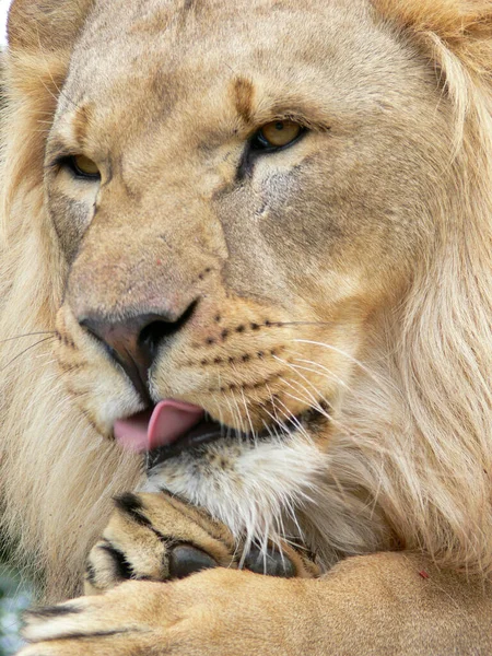 Close Face Male Lion — Stock Photo, Image