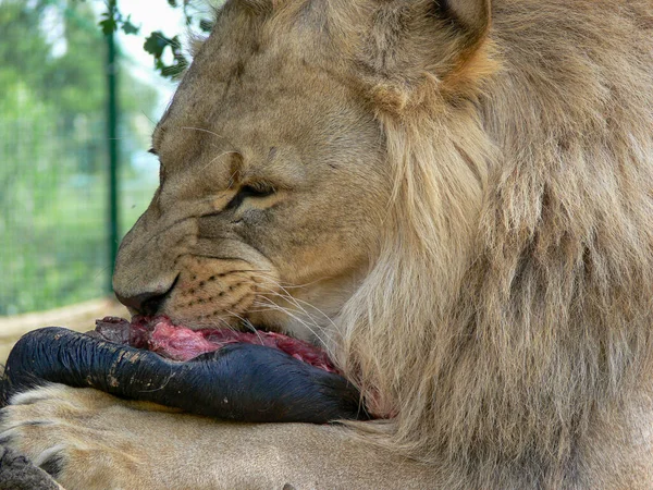 Ένα Αρσενικό Λιοντάρι Τρώει — Φωτογραφία Αρχείου