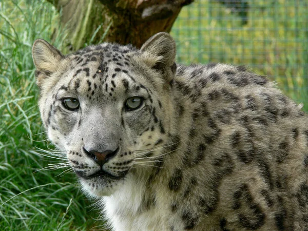 Sněžný Leopard Prostředí Zoo — Stock fotografie