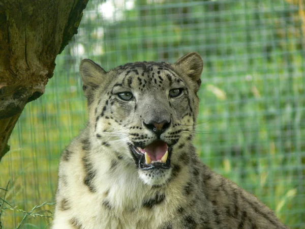 Snow Leopard Een Dierentuin Omgeving — Stockfoto