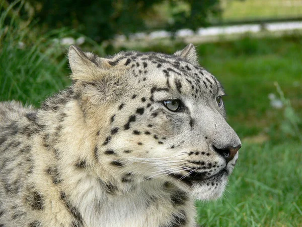 Snow Leopard Een Dierentuin Omgeving — Stockfoto