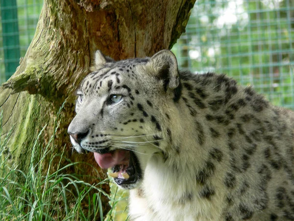 Hayvanat Bahçesinde Kar Leoparı — Stok fotoğraf