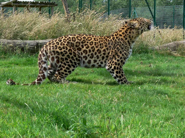 Jaguar Ambiente Zoológico — Fotografia de Stock