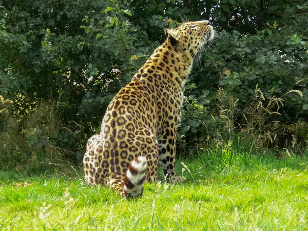 Jaguar Ambiente Zoológico — Fotografia de Stock