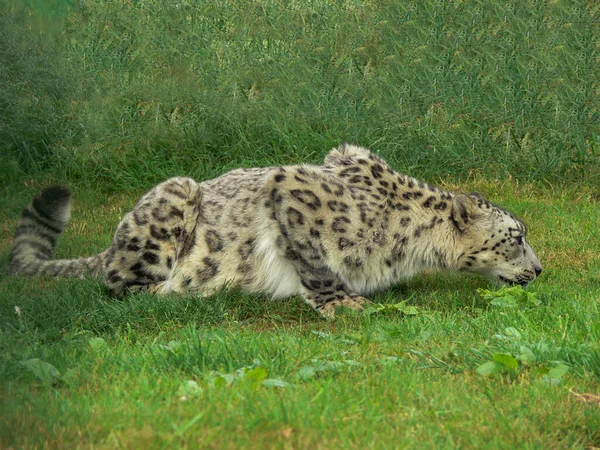 Snow Leopard Een Dierentuin Omgeving — Stockfoto