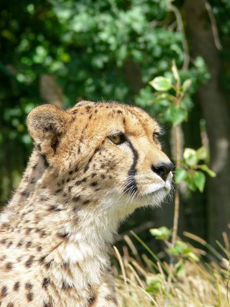 Single Cheetah Outdoors Zoo Environment — Stock Photo, Image