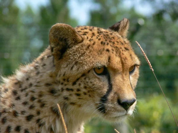 Single Cheetah Outdoors Zoo Environment — Stock Photo, Image