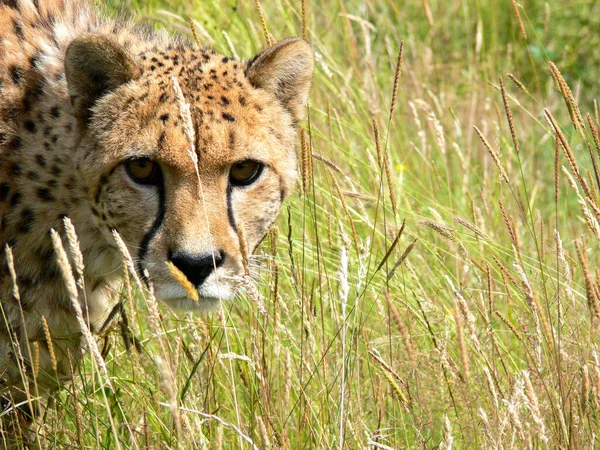 Een Enkele Cheeta Buiten Een Dierentuin — Stockfoto