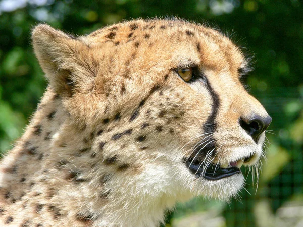 Single Cheetah Outdoors Zoo Environment — Stock Photo, Image