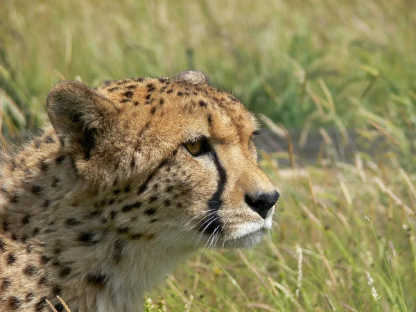 Single Cheetah Outdoors Zoo Environment — Stock Photo, Image