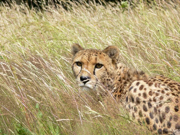 Jeden Gepard Venku Prostředí Zoo — Stock fotografie