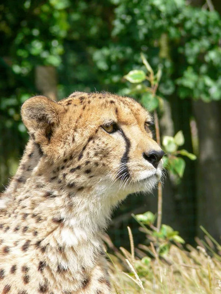 Hayvanat Bahçesinde Tek Bir Çita — Stok fotoğraf