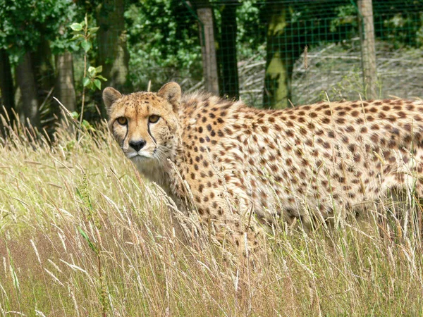 Een Enkele Cheeta Buiten Een Dierentuin — Stockfoto