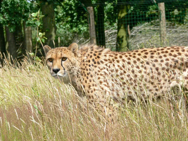 Een Enkele Cheeta Buiten Een Dierentuin — Stockfoto