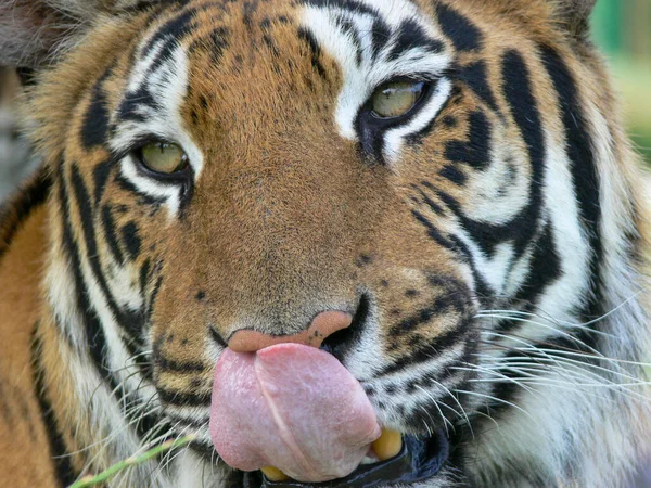 Nahaufnahme Von Einem Tigergesicht Das Seine Lippen Leckt — Stockfoto