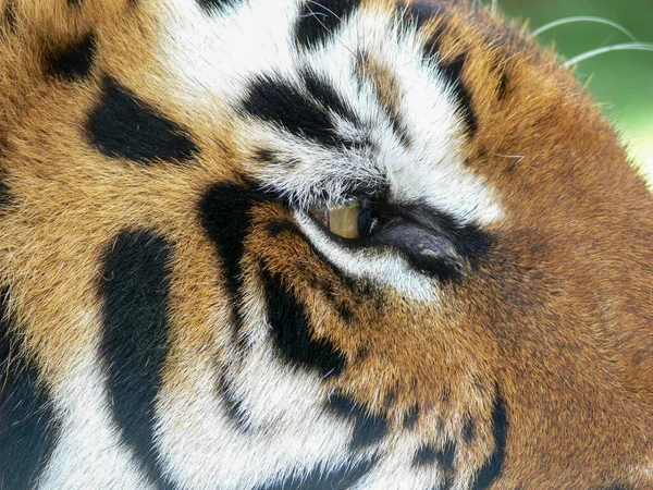 Close Eye Tiger — Stock Photo, Image