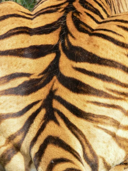 Close Back Tiger Pattern — Stock Photo, Image