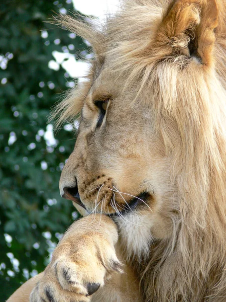 Maestoso Leone Seduto Una Piattaforma Legno — Foto Stock