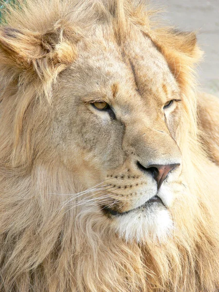 Majestuoso León Sentado Una Plataforma Madera — Foto de Stock