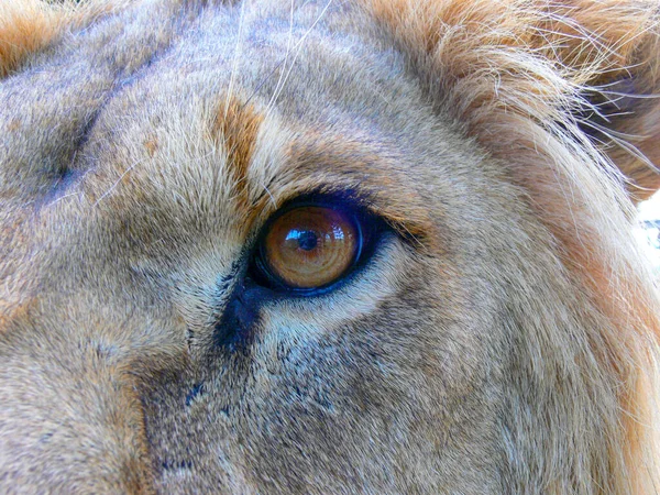 Majesteettinen Leijona Istuu Puisella Alustalla — kuvapankkivalokuva