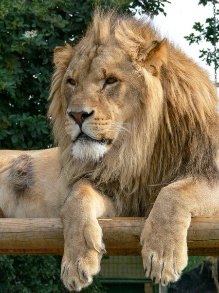 Ein Majestätischer Löwe Sitzt Auf Einer Holzplattform — Stockfoto