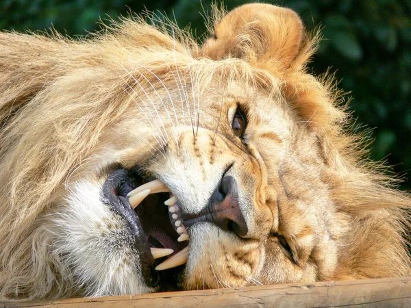 Majestuoso León Sentado Una Plataforma Madera — Foto de Stock