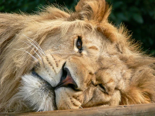 Majestuoso León Sentado Una Plataforma Madera — Foto de Stock