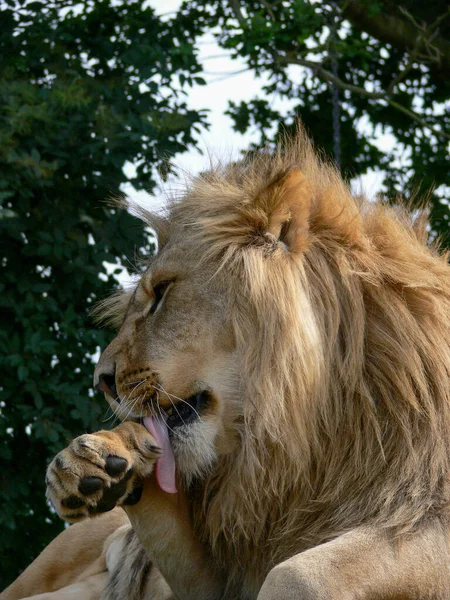 Ein Majestätischer Löwe Sitzt Auf Einer Holzplattform — Stockfoto