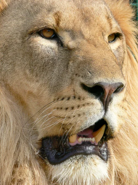 Majestuoso León Sentado Una Plataforma Madera — Foto de Stock