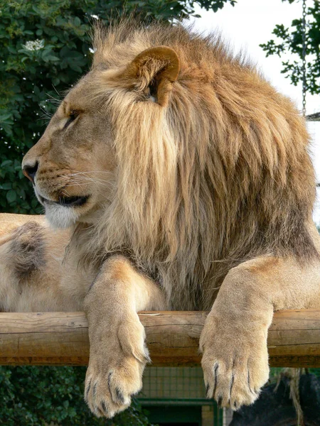 Ein Majestätischer Löwe Sitzt Auf Einer Holzplattform — Stockfoto