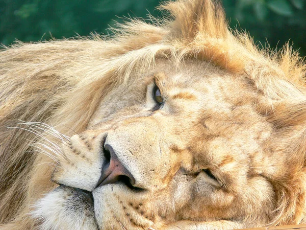 Majestuoso León Sentado Una Plataforma Madera — Foto de Stock