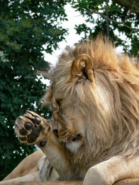 Majestátní Lev Sedící Dřevěné Plošině — Stock fotografie