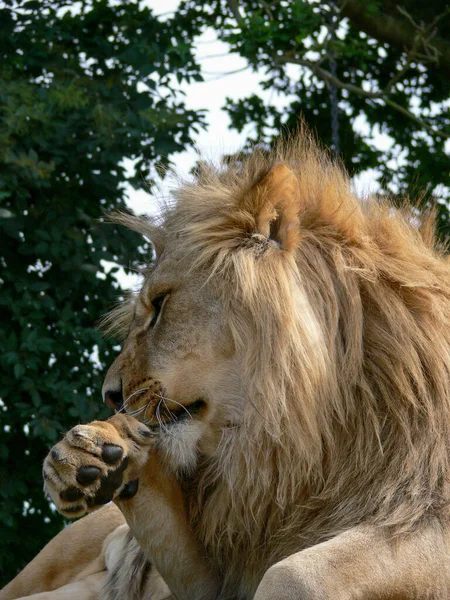 Majestuoso León Sentado Una Plataforma Madera — Foto de Stock