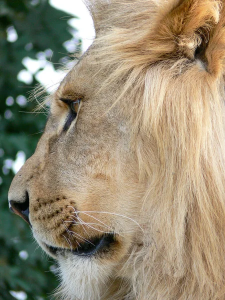 Maestoso Leone Seduto Una Piattaforma Legno — Foto Stock